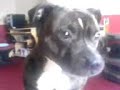 my staffy bull
