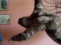Buttercup the Sloth