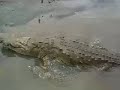 Tour Cocodrilos en Costa Rica