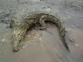 Tour Cocodrilos en Costa Rica