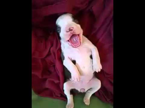 Chocolate White Boston Terrier