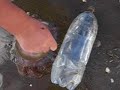 otra autopsia a un aguaviva
