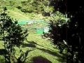 videos de October morning in the bush at Waiotemarama Falls Lodge