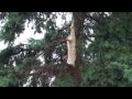 Stony Plain Storm 2009