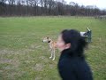 Galgo español