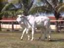 CASSIO E EDUARDO LUCENTE - LOTE 09