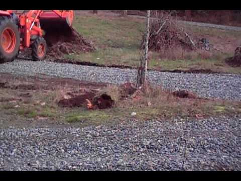 how to dig up and replant a magnolia tree