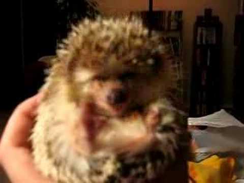 Watch 'Hedgehog Eats A Carrot'