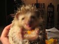 Hedgehog Treat!  VERY CUTE!