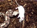 New Gaboon Viper's First Feed