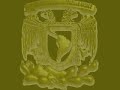 pumas