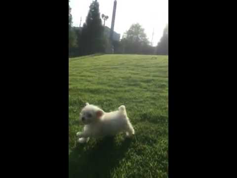 GiGi loves running down this hill. It makes her look like a fast runner