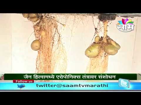 how to grow aeroponics