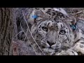 Foto: Leopardo-das-neves: Além do Mito - Parte 4/4