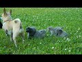Brave Chihuahua protects Kittens!