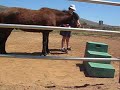 Icelandic Horse Head-Down Exercise Icelandic Horse Head-Down Exercise