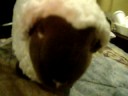 Sheepy Jeepy