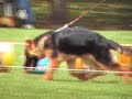 Cachorros 4-6 meses R. Caputti Cali 10 07