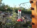 August Hummingbirds