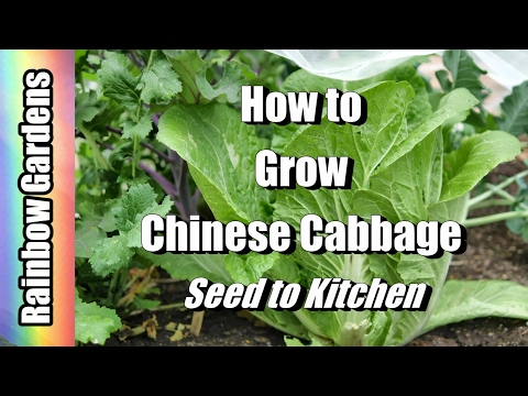 video-linktoworks-How to Grow Napa / Chinese Cabbage 101 - Seed to...