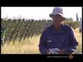 Bodega Vinos Cha&ntilde;armuyo Documental Institucional Parte 01