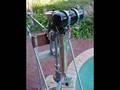Vintage and Antique Outboard Engines (Australia)