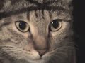 mi gata polilla lorca mi gata polilla lorca