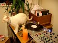 Dj Frankie Wild