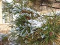jesus in the snow