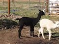 AnkleBitingAlpacas