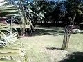 Jardim
