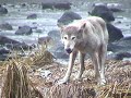Lone Wolf in the Great Bear Rainforest
