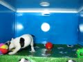 Bulldog Frances Macho COV REF:110 11