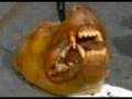Cor e Chien chat Torture et Massacre des chiens