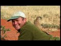 Cute baby meerkat snuggles up to Simon King - BBC wildlife Cute baby meerkat snuggles up to Simon King - BBC wildlife