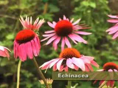 When Weeds Are Not Weeds