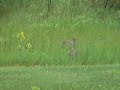 2-chickens-break-up-rabbit-fight.html