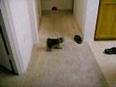 davids puppy chasing laser pointer