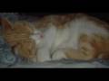 videos de So Confused!