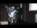 Eyes of an Angel - Angel (Doberman Pinscher)