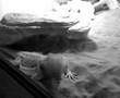 Bearded Dragons Waving and Head Bobbing