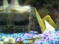 Crayfish - Time Lapse 2.0 Crayfish - Time Lapse 2.0