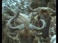 wildebeest crossing river