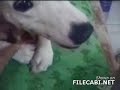 Funny situations / Escenas divertidas Funny situations / Escenas divertidas