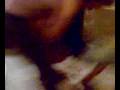 videos de Fio dental do Kaskudo....