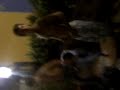 continuacion streaptease 2
