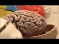 ¿Sentimos con el cerebro?