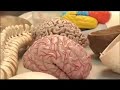 ¿Sentimos con el cerebro?