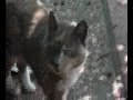 4 SKUNKS 2 CATS