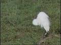 videos de Wetland Birds of Sri Lanka